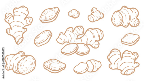 Ginger Vector Set Hand Drawn Ginger Root and Slices Illustration Collection