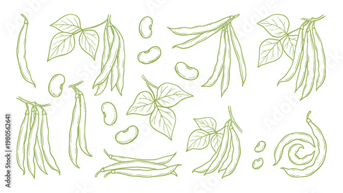 Green bean plant pods leaves and seeds hand drawn outline illustration set