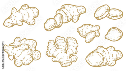 Ginger Root Vector Collection Hand Drawn Ginger Rhizome and Slices Set