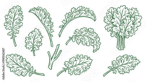 Kale leaves bunch and stems hand drawn outline illustration set