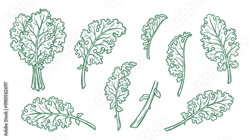 Curly kale leaves and bunch hand drawn outline illustration collection