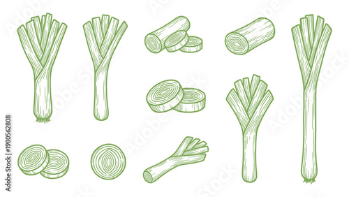 Leek stalks and slices collection hand drawn outline illustration set