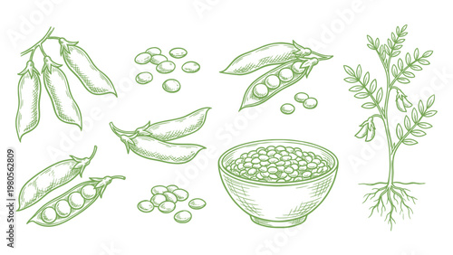 Lentils plant pods seeds and bowl hand drawn outline illustration set