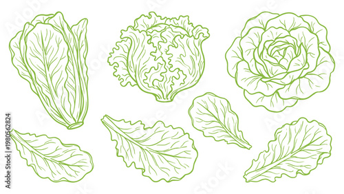 Lettuce leaves and heads hand drawn outline illustration set