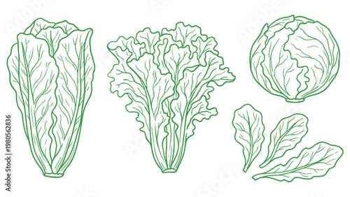 Lettuce varieties whole heads and leaves hand drawn outline illustration set
