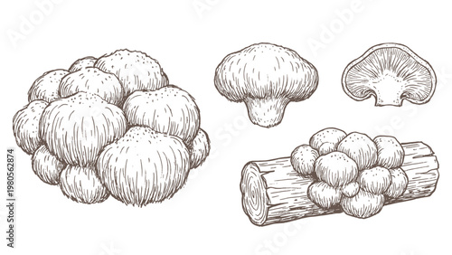 Lion mane mushroom clusters on wood and caps hand drawn outline illustration