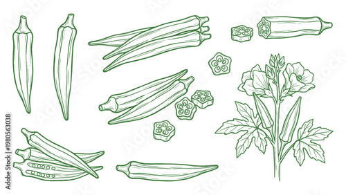 Hand drawn okra plant and pods set with sliced pieces and botanical details