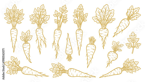 Hand drawn parsnip root vegetable collection line art set