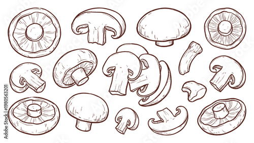 Hand drawn portobello mushroom slices and whole caps line art set
