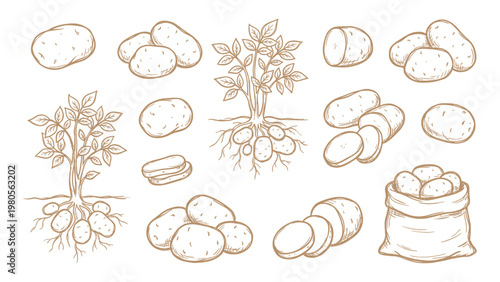 Hand drawn potato plant and tuber collection line art set