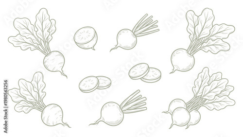 Hand drawn radish set line art root vegetable illustrations