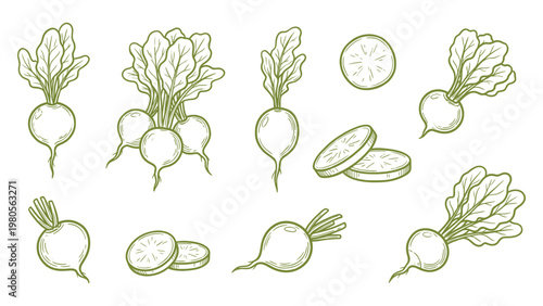 Hand drawn radish set with slices and bunch line art