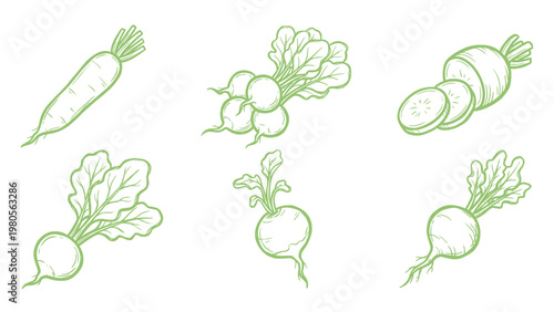 Hand drawn radish varieties set line art root vegetable collection