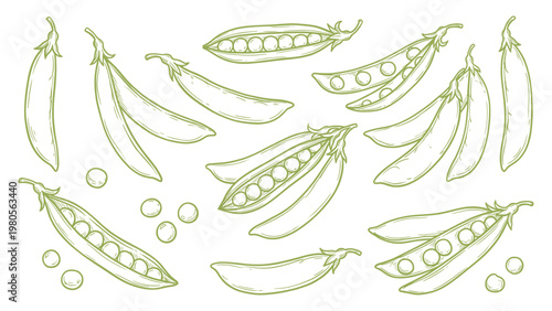 Hand drawn snow peas collection line art fresh green pods illustration