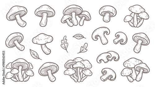 Hand drawn shiitake mushrooms collection line art edible fungi illustration