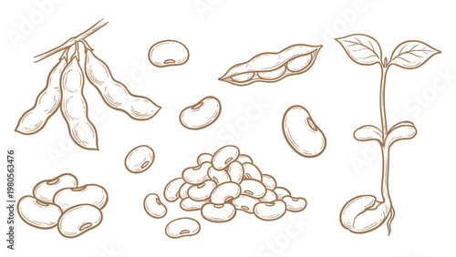 Hand drawn soybean elements set line art beans pods sprout illustration