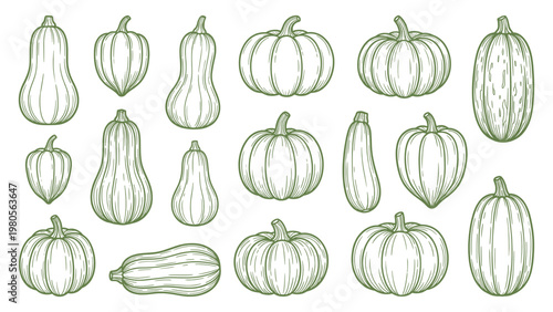 Hand drawn squash and pumpkin set gourd vegetable collection line art