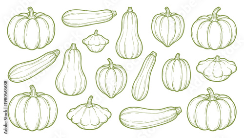 Hand drawn squash pumpkin zucchini and gourd set vegetable line art collection