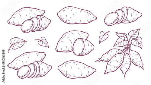 Hand drawn sweet potato set yam roots slices and leaves line art