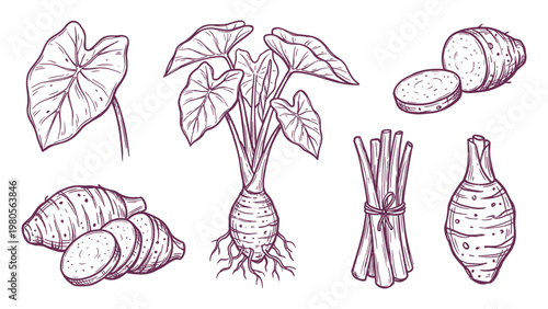 Taro root and leaves hand drawn tropical vegetable botanical vector set