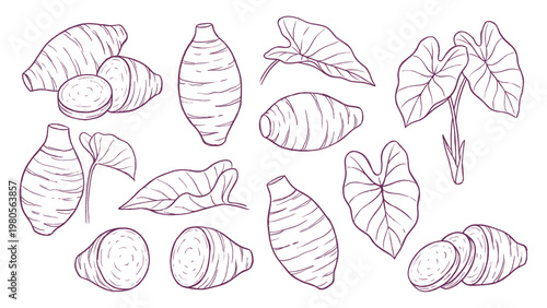 Taro root and leaf set hand drawn colocasia tropical vegetable vector