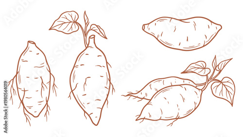 Yam Vector Set Hand Drawn Yam Root and Plant Illustration Collection