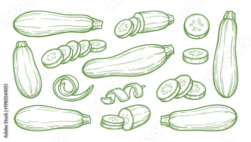 Zucchini Slices Vector Set Hand Drawn Courgette Cut Pieces and Whole Vegetable