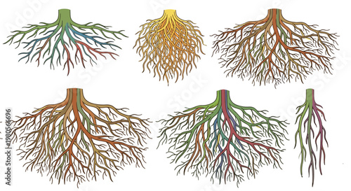 Colorful illustration depicting various plant root systems and structures