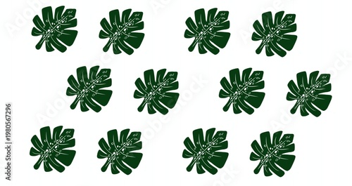 set of green leaves , Monstera deliciosa, also known as ceriman, is a species of flowering plant native to the tropical forests of southern Mexico, south to Panama. It has been introduced to many trop