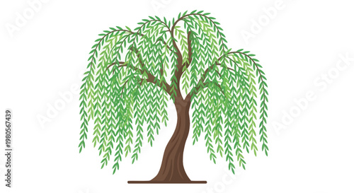 Illustration of a weeping willow tree with cascading green foliage