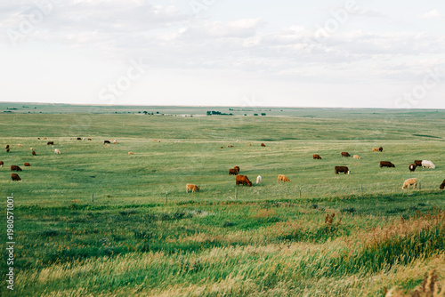Cattle grazing across wide prairie landscape near Presho South D