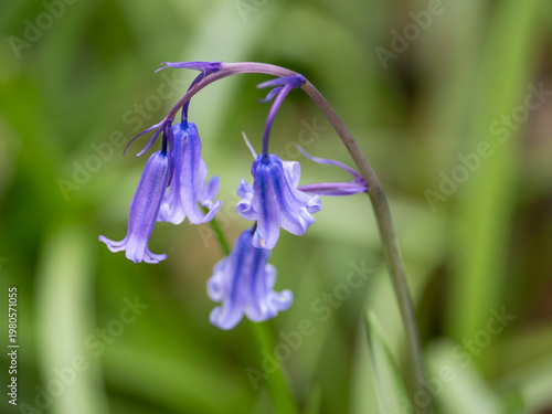 Schilderij op canvas Bluebells, in Ancient Woodland, Harpsden Wood, Oxfordshire, UK.