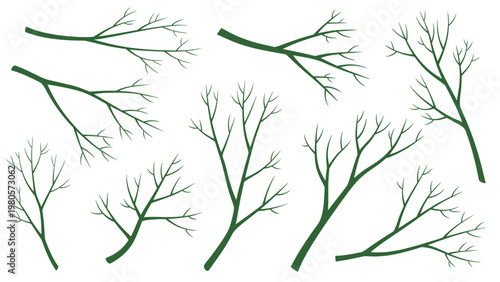 Collection of various green tree branches and twigs with small leaves isolated on white background for nature design elements.