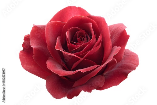 single red rose