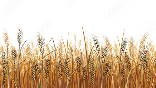 Detailed illustration of golden wheat field under bright sky with tall stalks of grain ready for harvesting in late summer.