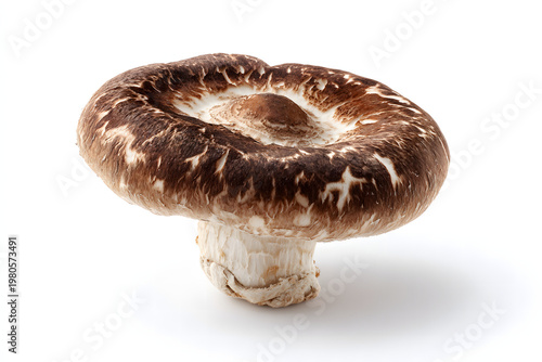 mushroom isolated on white