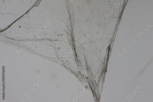 Принти на полотні cobwebs in room with untidy textured walls