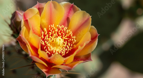 yellow tulip flower, yellow tulip flower, yellow tulip in the morning