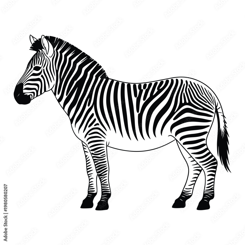 Obraz premium zebra vector illustration