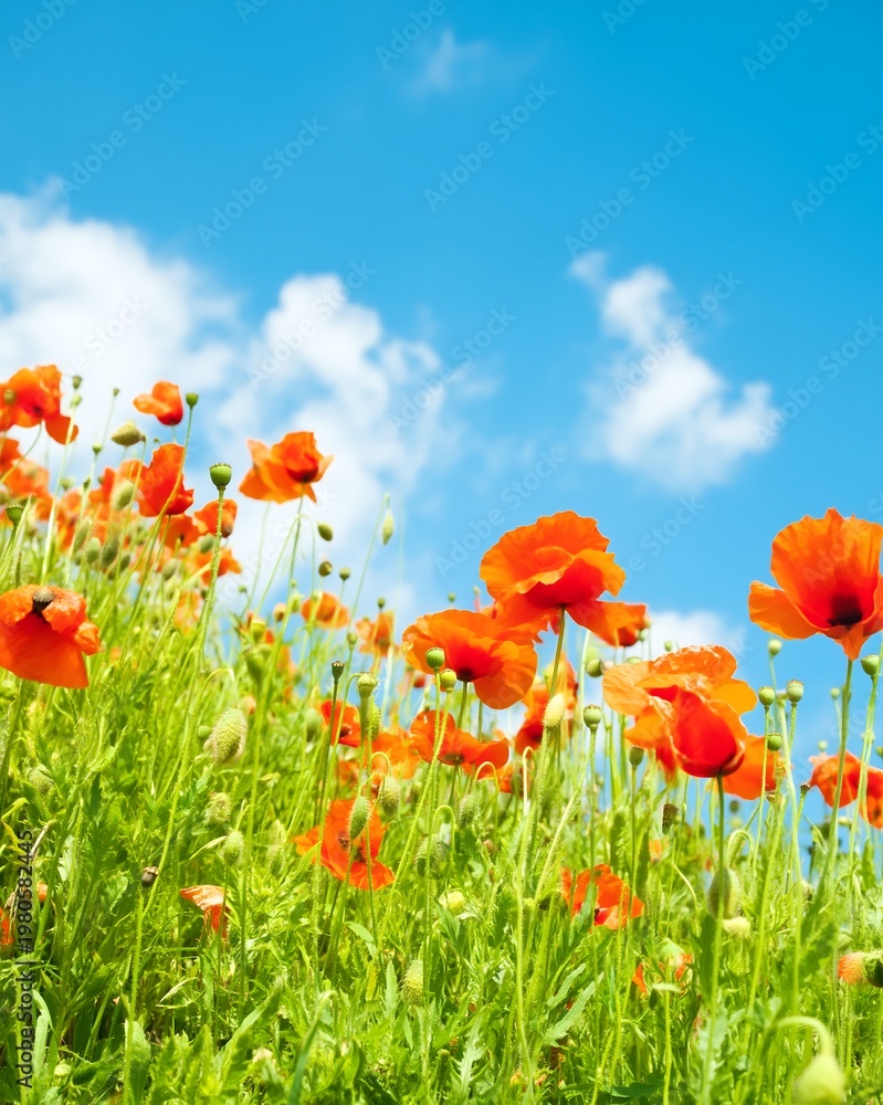 Obraz premium Vibrant Orange Poppies Blooming in Lush Green Field Under a Bright Blue Sky with Fluffy Clouds, Springtime Nature Copy Space