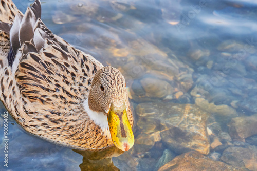 Rare Mallard Duck with Leucism Swimming in Clear Blue Water