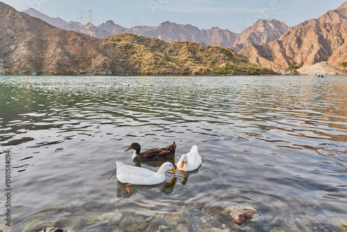 Ducks Swimming on Al Rafisah Dam Lake in Hajar Mountains, UAE