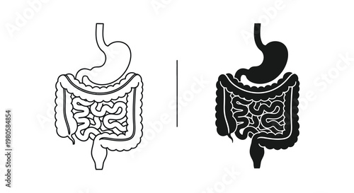 Human digestive system illustration with detailed anatomy shown as a silhouette