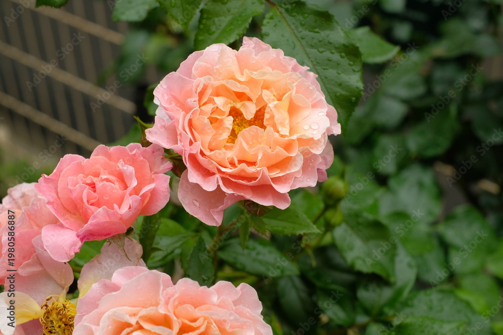 Fototapeta premium Apricot Umero Rose Flower Close Up