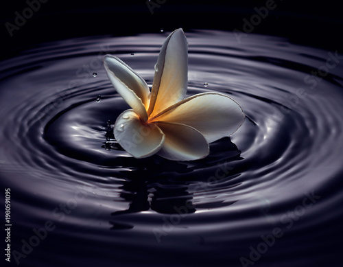 Single White Frangipani Plumeria Flower Floating on Dark Water Surface with Circular Ripples, Dramatic Zen Spa Concept and Motion Photography