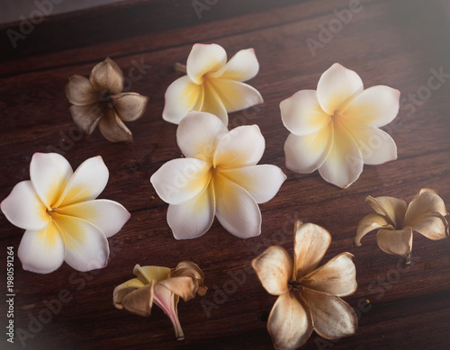 Top Down Flat Lay of Multiple Frangipani Plumeria Flowers in Fresh and Dried Stages Scattered on Dark Wooden Surface, Tropical Flower Collection