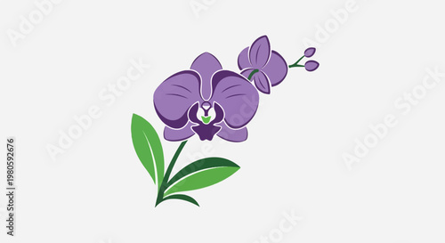 A purple orchid with green leaves and buds on a white background