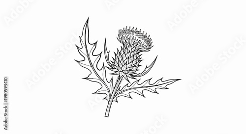 A detailed line drawing of a thorny thistle flower and spiky leaves on a white background