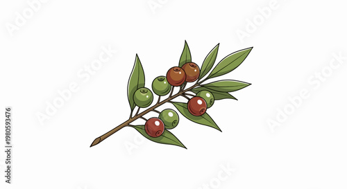 A stylized illustration depicts a branch with green leaves and ripening olives