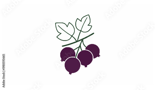 Blackcurrant berry cluster with leaves colorful fruit vector illustration isolated on white background